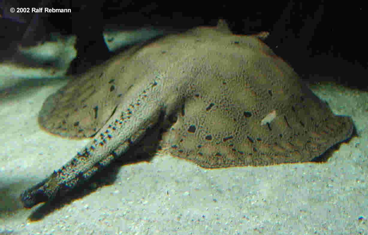 Potamotrygon reticulatus Bild02